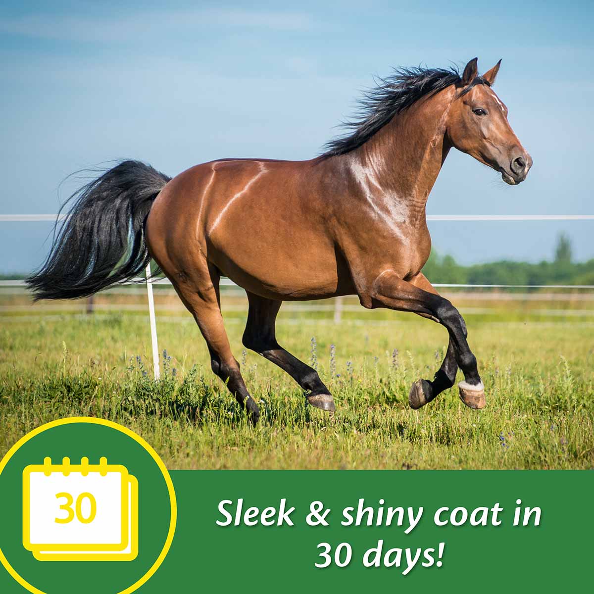 Super 14 Healthy Skin & Coat Horse Supplement - Image 3