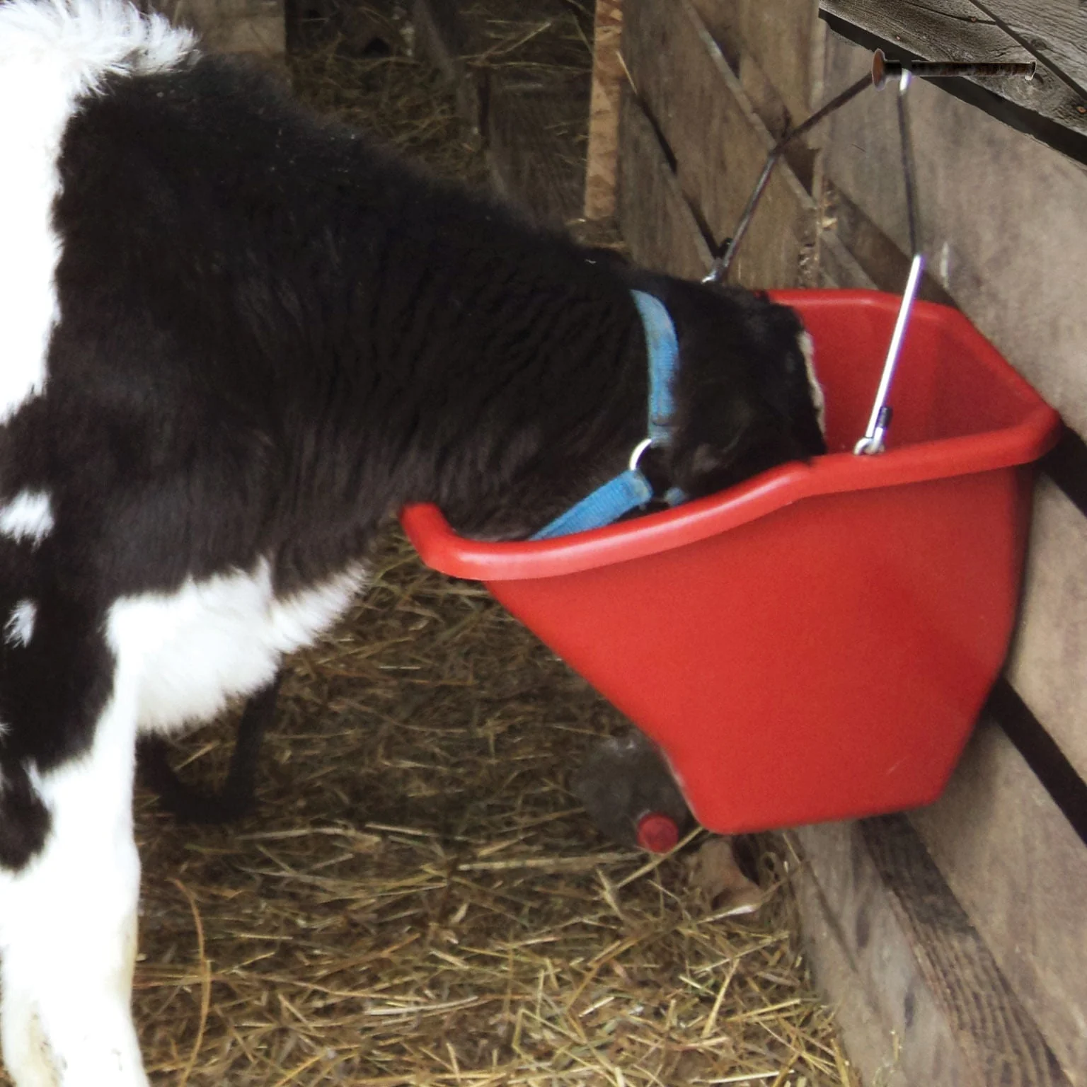 The Better Bucket – 2.5 & 5 Gallon Horse and Cattle Feeder, Ergonomic Feed - Image 2