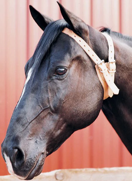 The Original Miracle Collar® Leather Anti-Cribbing Collar for Horses & Fleece Cover - Image 1