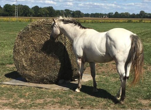 Tough1 Round Bale Slow Feed 2x2 Hay Net for Horses - Image 1