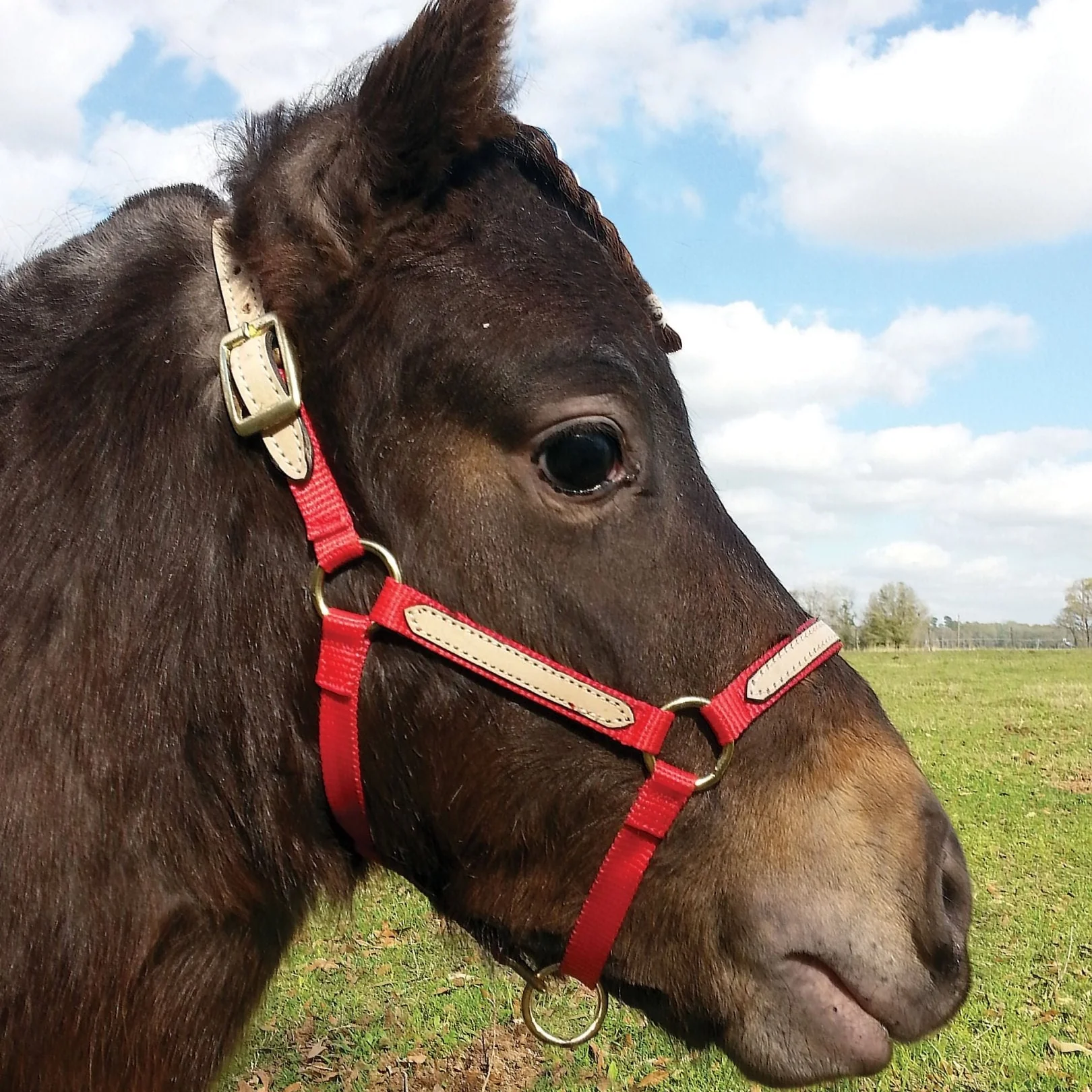 Tough1 Miniature Nylon Breakaway Halter, Large - Image 1