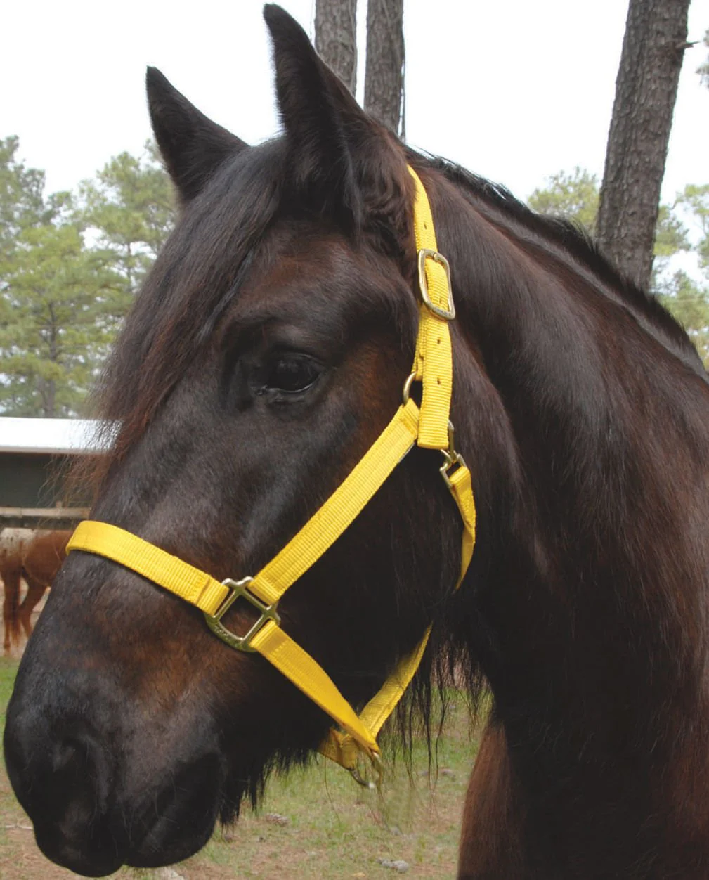 Triple E Nylon Draft Horse Halter - Image 1