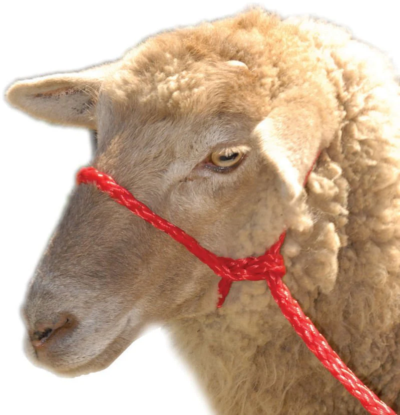 Troyer's Braided Poly Sheep Halter - Image 2