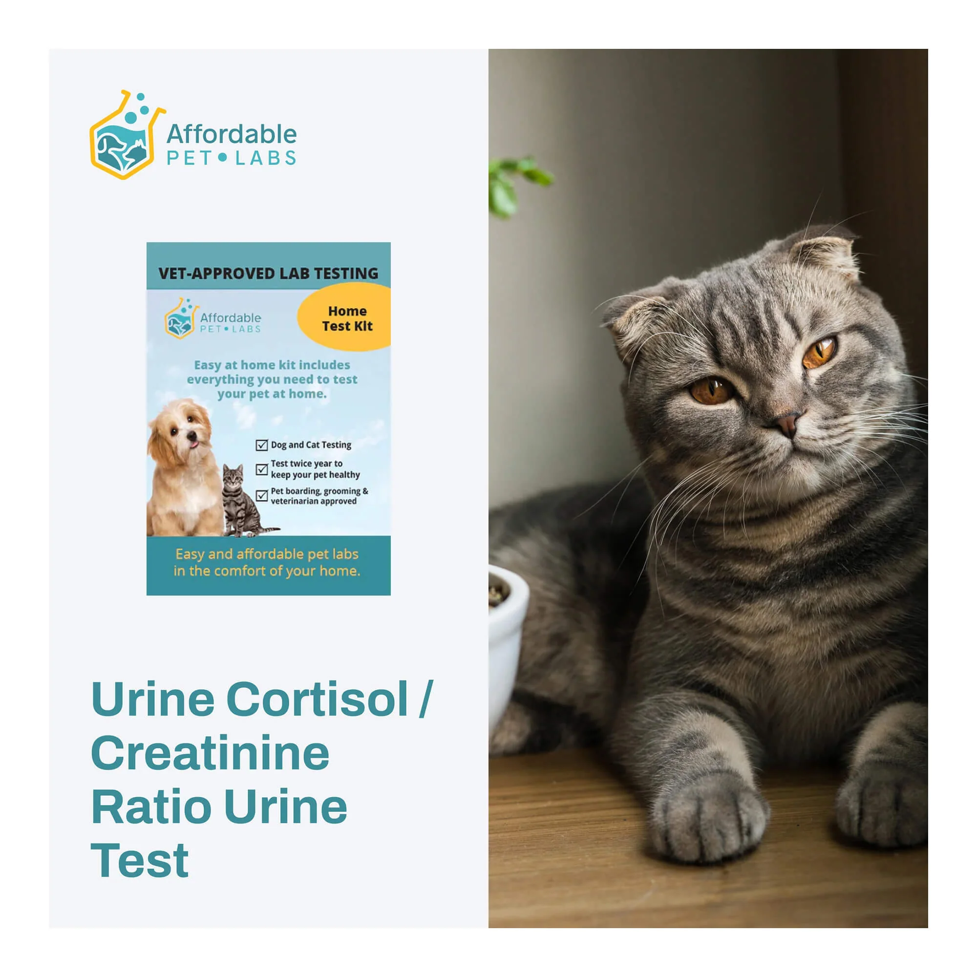 Urine Cortisol / Creatinine Ratio Urine Test For Cats, Easy Home Kit - Image 1