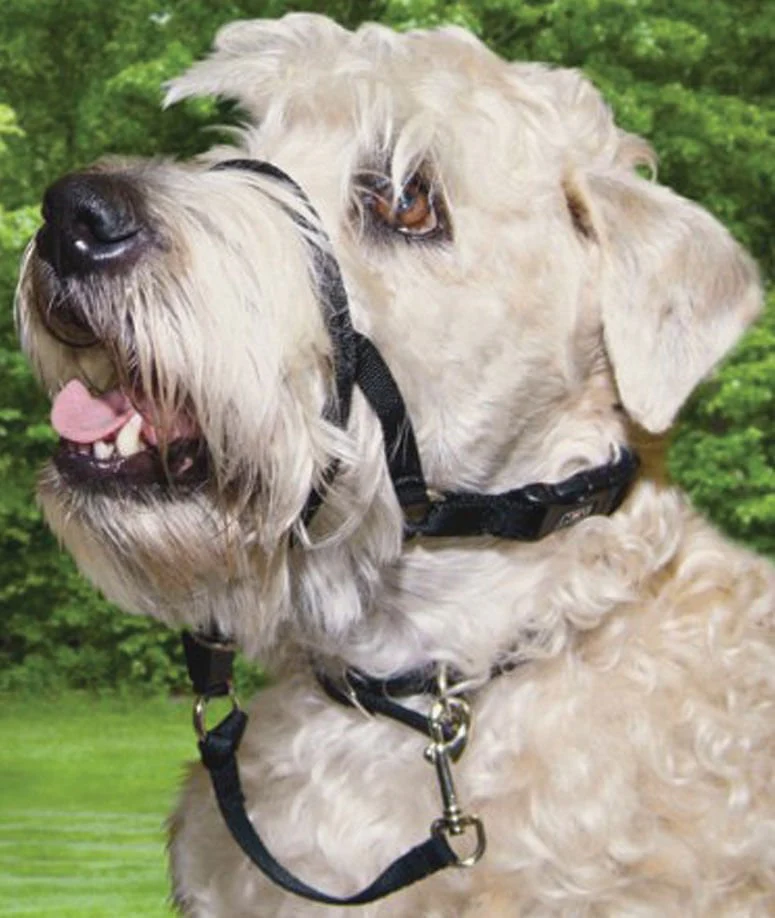 Walk ‘n Train Head Halter