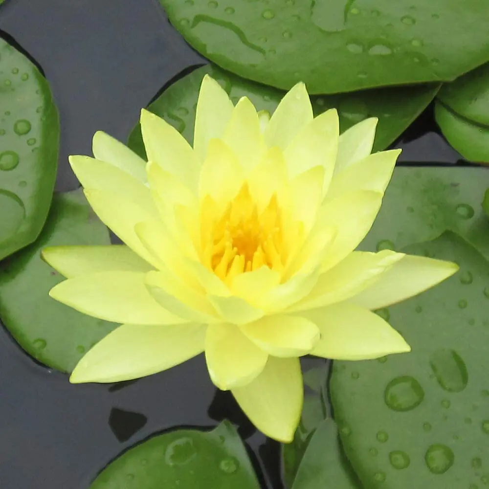 Lotus - Image 3