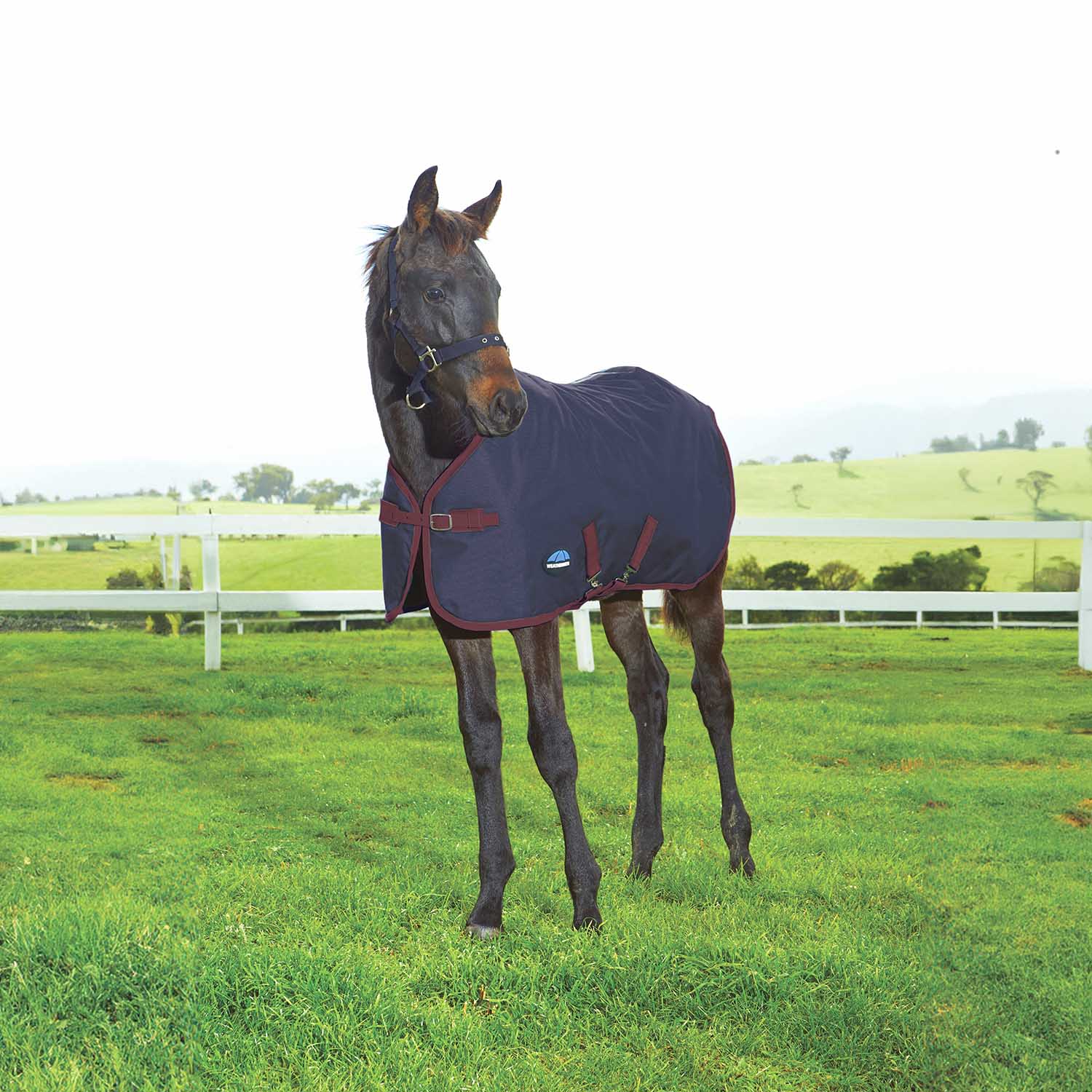 WeatherBeeta 1200 Denier Foal Blanket, 220g - Medium Weight, Standard Neck Waterproof & Breathable Turnout for Growing Foals - Image 1