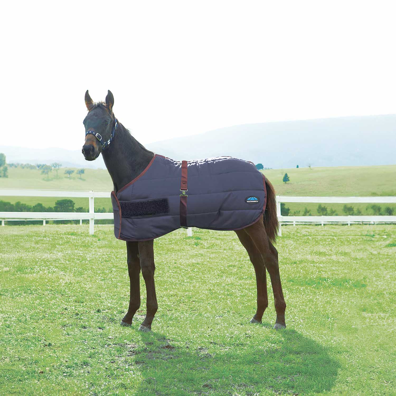 WeatherBeeta Foal Blanket, 220g  - Medium Weight 420 Denier Standard Neck Turnout for Growing Foals - Image 1
