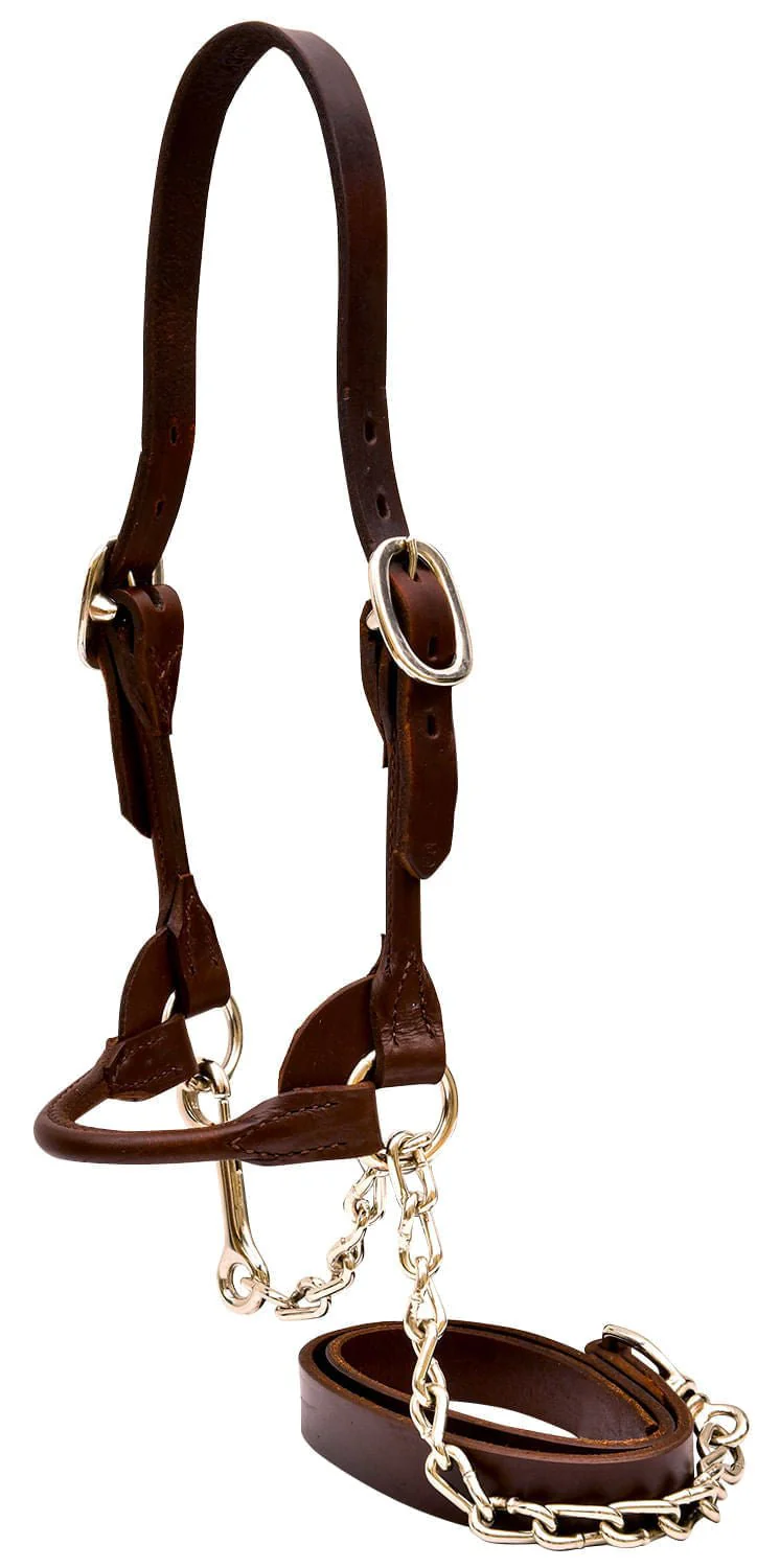 Weaver Leather Classic Rounded Cattle Show Halter with Lead, Large - Image 2