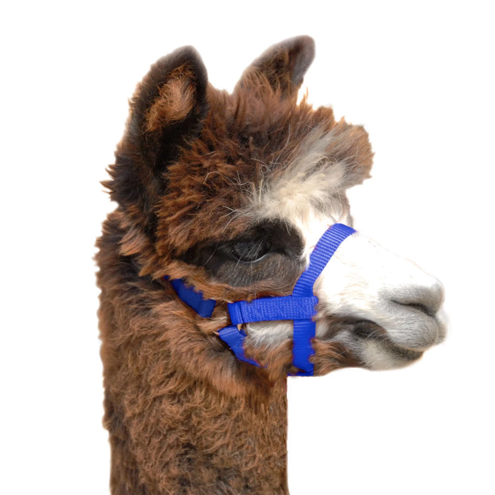 Weaver Leather Nylon Alpaca Halter - Image 1