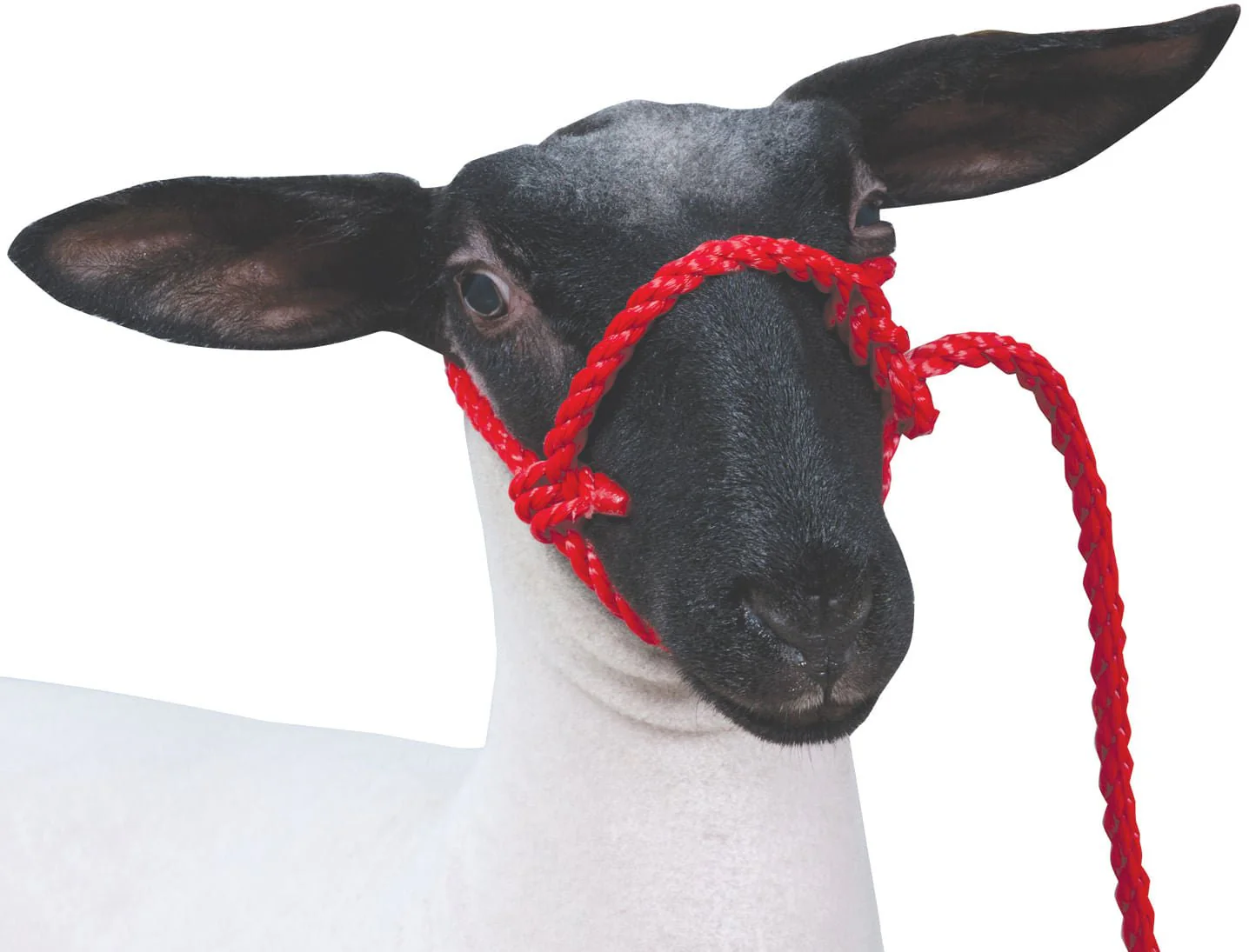 Weaver Leather Sheep & Goat Poly Rope Halter