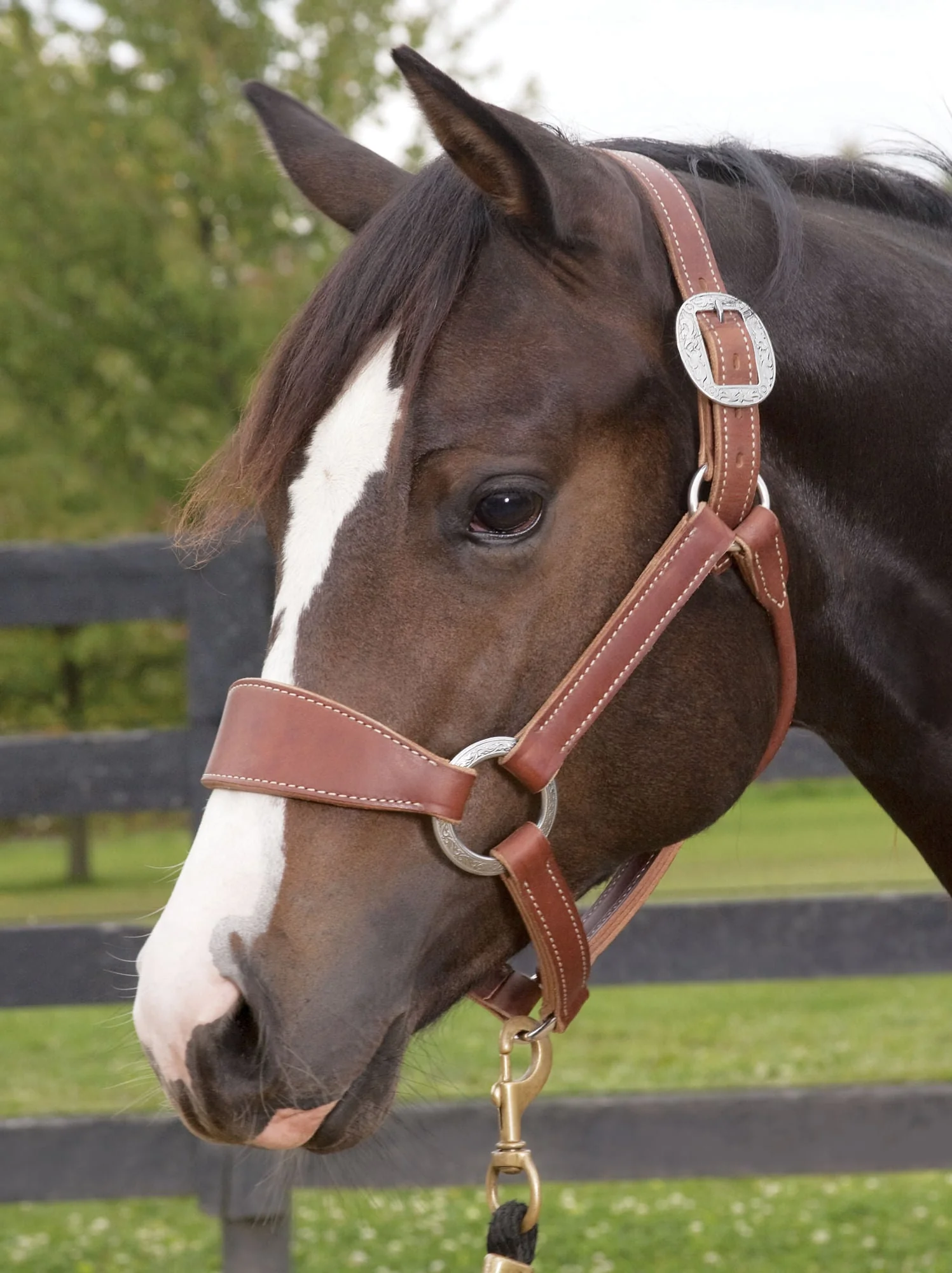 Weaver Leather Stacy Westfall Bronc Halter, Sunset Harness - Image 1